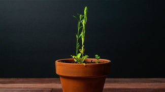 Do Seeded Products Really Grow Or Are We Just Messing With You?
