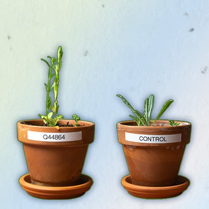 A photo showing two plant pots next to each other. The one labeled Q44864 has a much taller plant than the other one, which is labeled Control.