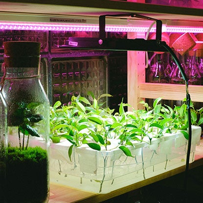 A photo showing growing green plants under red grow lights.