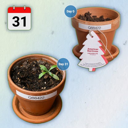 A photo showing two flower pots. One with Day 0 and a piece of tree-shaped seeded paper next to it has no shoots. The other one has Day 31 next to it and a little green shoot. There is a red and white calendar icon in the top left corner.
