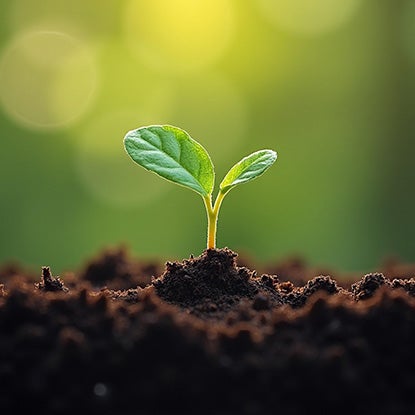 An AI-generated image showing a tiny green shoot poking through the soil.