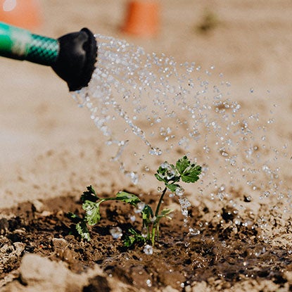 A photo showing a watering can sprinkling water on a growing green shoot.